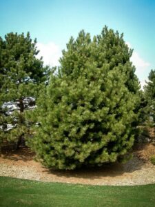 Сосна Чёрная (Pinus Nigra) купить по цене от 270.00р. в интернет-магазине «Посадика» с доставкой почтой в в Каширае и по всей России – [изображение №1].