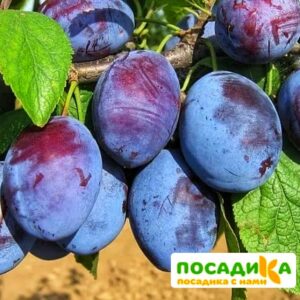 Слива Чачакская ранняя купить по цене от 229.00р. в интернет-магазине «Посадика» с доставкой почтой в в Каширае и по всей России – [изображение №1].