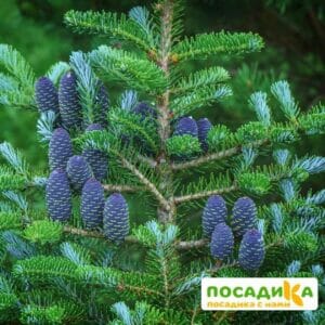 Пихта корейская (Abies koreana) купить по цене от 450.00р. в интернет-магазине «Посадика» с доставкой почтой в в Каширае и по всей России – [изображение №1].