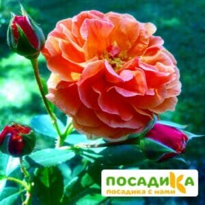 Роза Арабия купить по цене от 350.00р. в интернет-магазине «Посадика» с доставкой почтой в в Каширае и по всей России – [изображение №1].