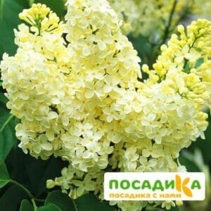 Сирень Примроуз (Primrose) купить по цене от 529.00р. в интернет-магазине «Посадика» с доставкой почтой в в Каширае и по всей России – [изображение №1].