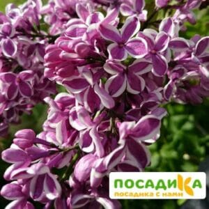 Сирень Сенсация купить по цене от 529.00р. в интернет-магазине «Посадика» с доставкой почтой в в Каширае и по всей России – [изображение №1].