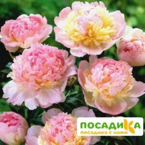 Пион Распберри Сандей (Paeonia Raspberry Sundae) купить по цене от 959р. в интернет-магазине «Посадика» с доставкой почтой в в Каширае и по всей России – [изображение №1].