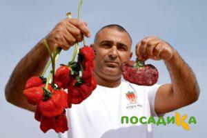 Клубника Гигант Джорнея купить по цене от 266р. в интернет-магазине «Посадика» с доставкой почтой в в Каширае и по всей России – [изображение №1].