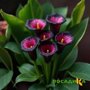 Калла Аура Лейс купить по цене от 400р. в интернет-магазине «Посадика» с доставкой почтой в в Каширае и по всей России – [изображение №1].
