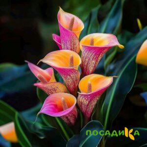 Калла Оникс купить по цене от 450р. в интернет-магазине «Посадика» с доставкой почтой в в Каширае и по всей России – [изображение №1].