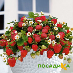 Клубника Рубиновый Шепот (горшечная) купить по цене от 240р. в интернет-магазине «Посадика» с доставкой почтой в в Каширае и по всей России – [изображение №1].