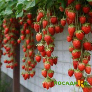 Клубника вьющаяся Комплимент купить по цене от 470р. в интернет-магазине «Посадика» с доставкой почтой в в Каширае и по всей России – [изображение №1].