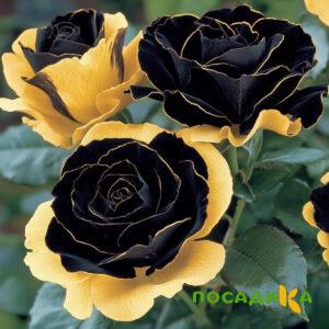 Роза Ханни Сикл купить по цене от 700р. в интернет-магазине «Посадика» с доставкой почтой в в Каширае и по всей России – [изображение №1].