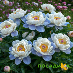 Пион акварельный Этюд купить по цене от 806р. в интернет-магазине «Посадика» с доставкой почтой в в Каширае и по всей России – [изображение №1].