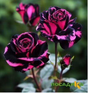 Роза Багровый Шепот купить по цене от 366р. в интернет-магазине «Посадика» с доставкой почтой в в Каширае и по всей России – [изображение №1].