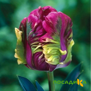 Тюльпан Экзотик Хэвен купить по цене от 186р. в интернет-магазине «Посадика» с доставкой почтой в в Каширае и по всей России – [изображение №1].