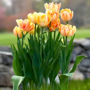 Тюльпан Верона Санрайз купить по цене от 280р. в интернет-магазине «Посадика» с доставкой почтой в в Каширае и по всей России – [изображение №1].