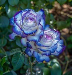 Роза Пэтолз Хоуп купить по цене от 333р. в интернет-магазине «Посадика» с доставкой почтой в в Каширае и по всей России – [изображение №1].