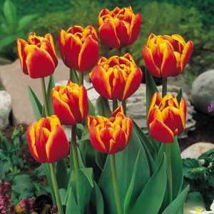 Тюльпан Блэк Фаер купить по цене от 275р. в интернет-магазине «Посадика» с доставкой почтой в в Каширае и по всей России – [изображение №1].