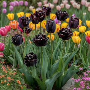 Тюльпан махровый Рейдинс Дарк купить по цене от 230р. в интернет-магазине «Посадика» с доставкой почтой в в Каширае и по всей России – [изображение №1].