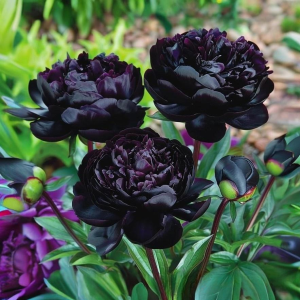 Пион Королевский Бархат купить по цене от 419р. в интернет-магазине «Посадика» с доставкой почтой в в Каширае и по всей России – [изображение №1].