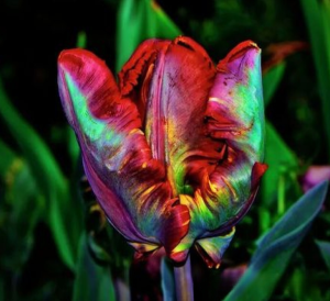 Тюльпан Эирпрайз купить по цене от 270р. в интернет-магазине «Посадика» с доставкой почтой в в Каширае и по всей России – [изображение №1].