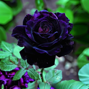 Роза Блэк Пантер купить по цене от 319р. в интернет-магазине «Посадика» с доставкой почтой в в Каширае и по всей России – [изображение №1].