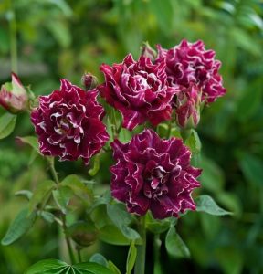 Роза Опаловый Пейзаж купить по цене от 490р. в интернет-магазине «Посадика» с доставкой почтой в в Каширае и по всей России – [изображение №1].